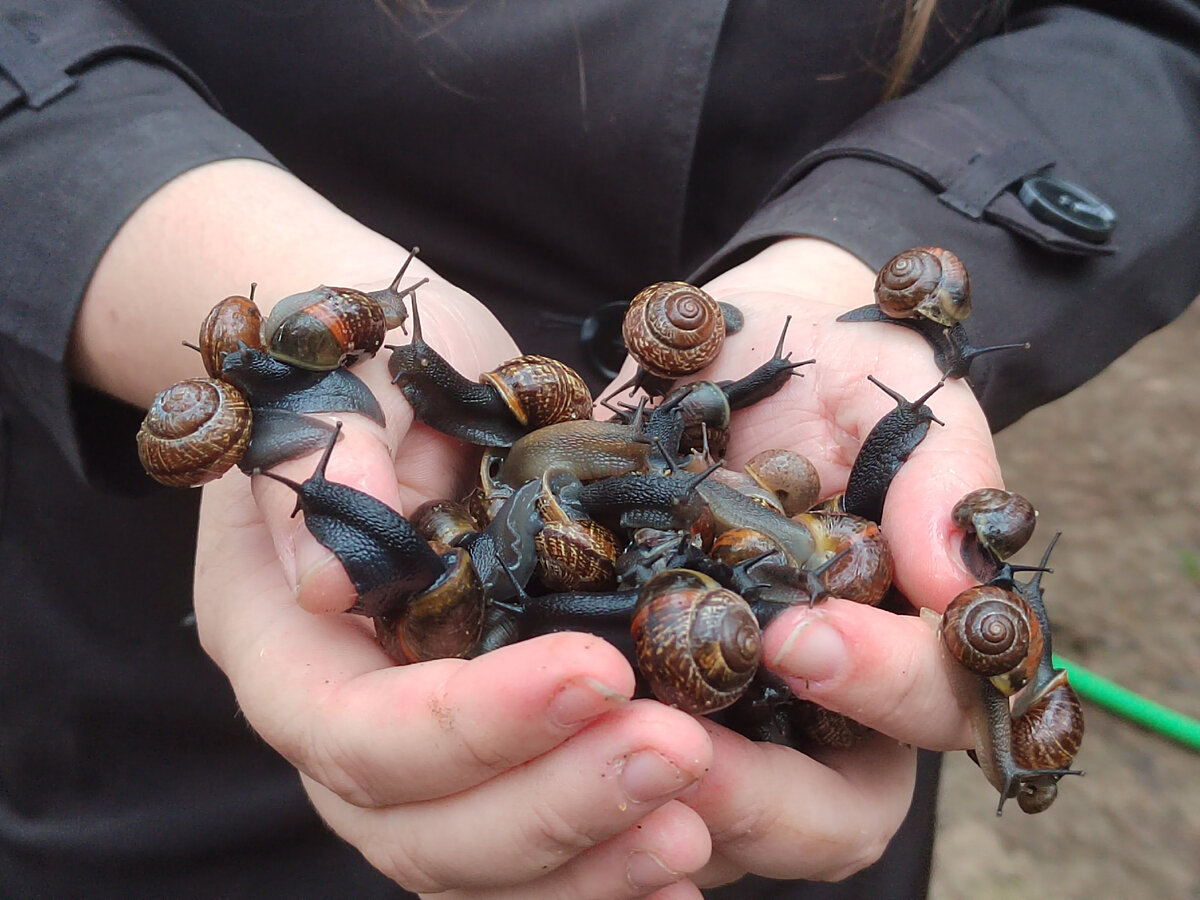 Много улиточек