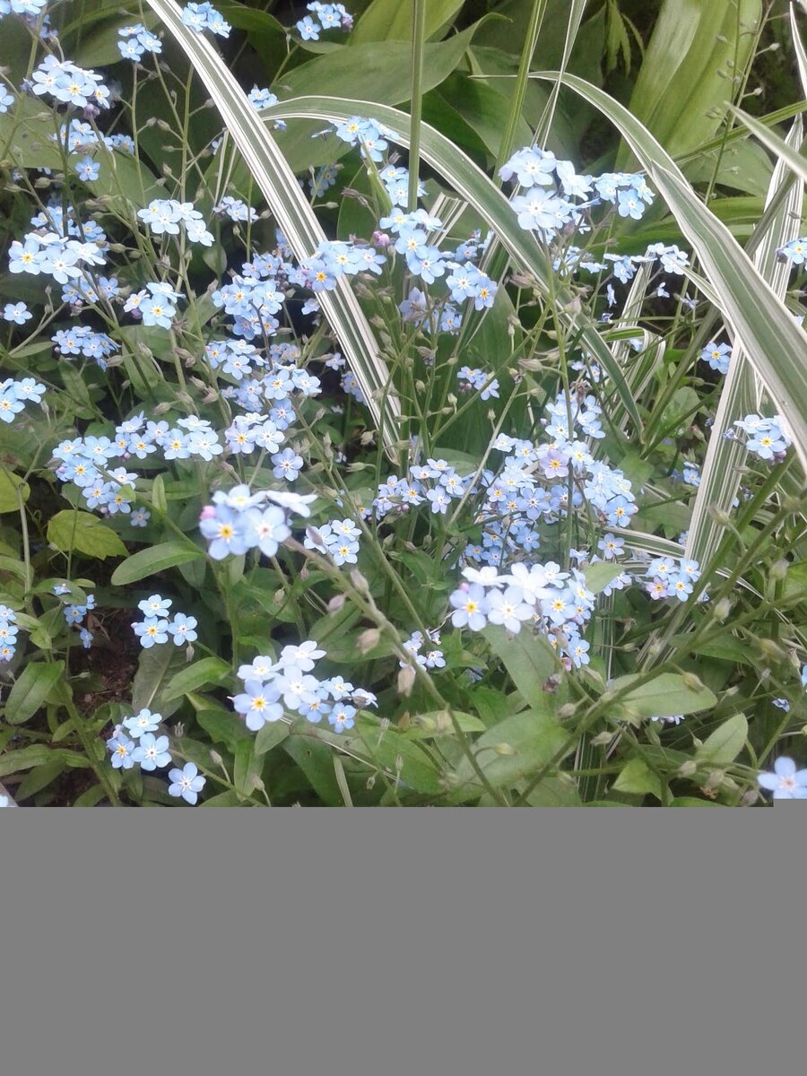 Фото автора. Незабудки