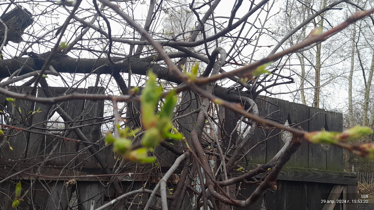 Черемуха листики начала выпускать