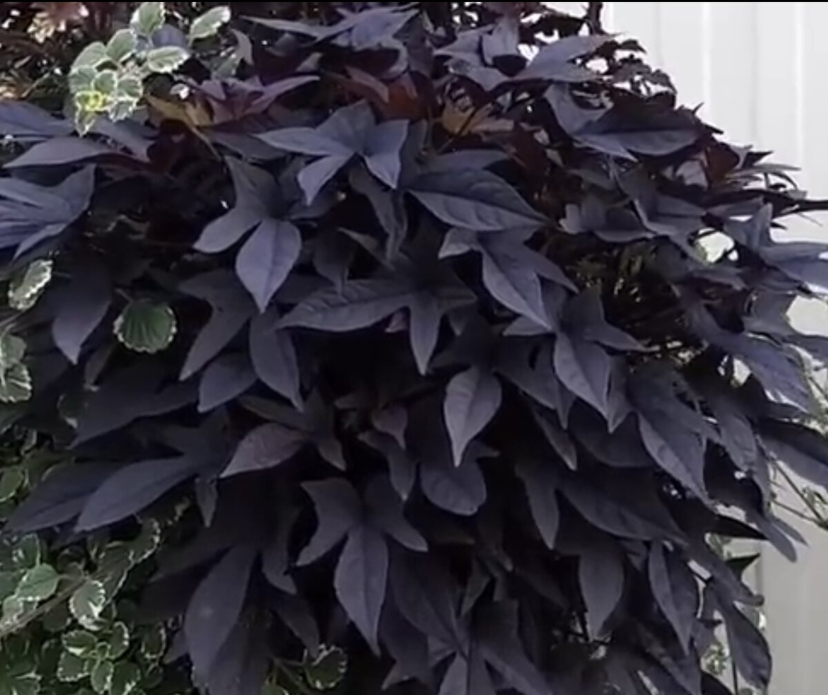 Вот эта красотка, с которой я получила бонус ввиде белокрылки в подарок