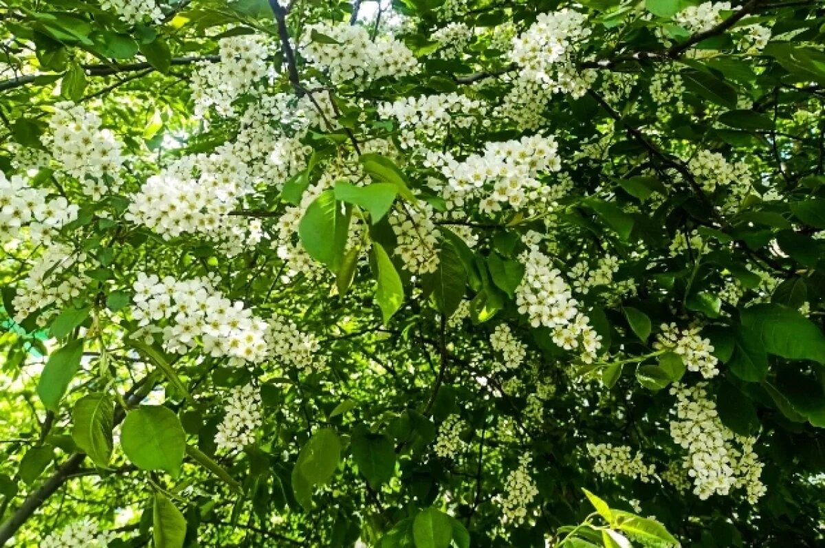    Синоптики Башкирии рассказали, каким будет май