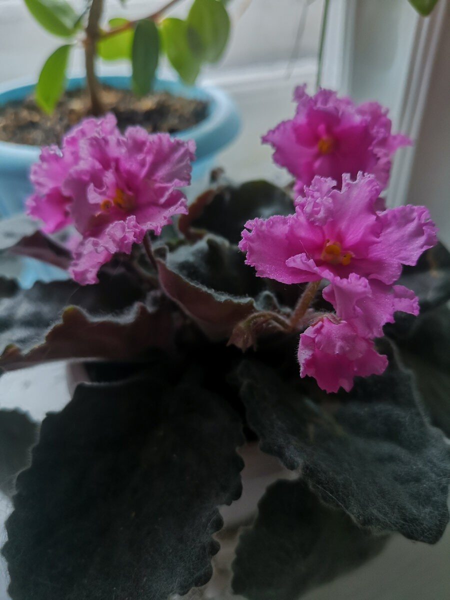 Фиалка бзымяшка - моя Розовая радость.