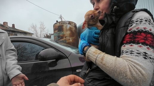 Пополнение в приюте Хвостатое счастье. У СОБАЧКИ СЕРЬЁЗНЫЕ ПРИСТУПЫ? Давайте посмотрим.