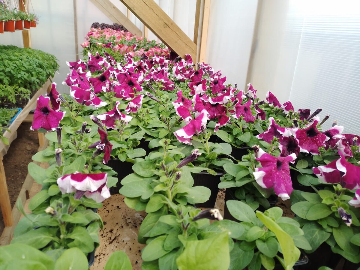 Теплица в начале мая