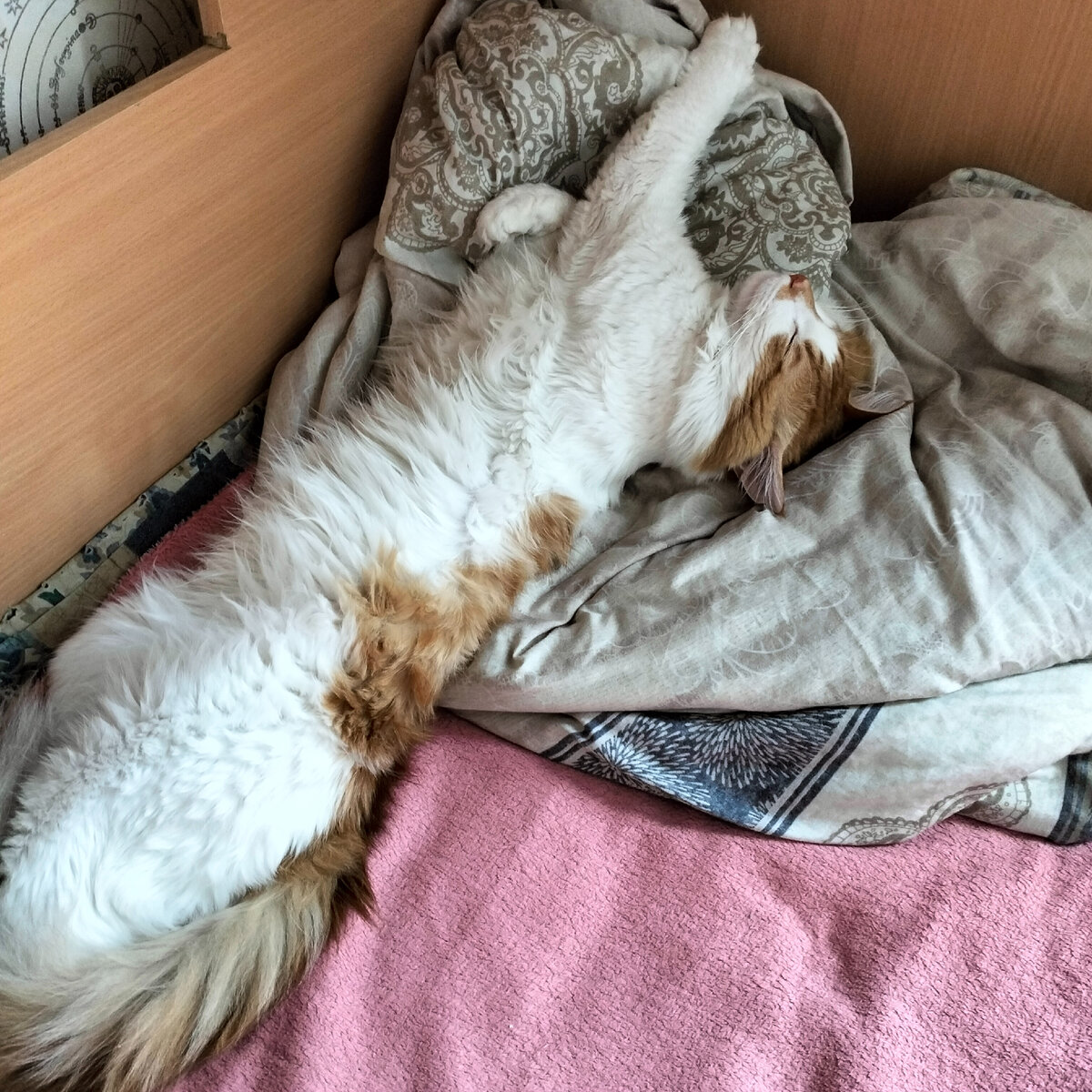 Котострофа, котоклизм, котокалипсис или просто небольшой кошачий  движ🐱🙀😹? | И жизнь, и кошки, и любовь... | Дзен