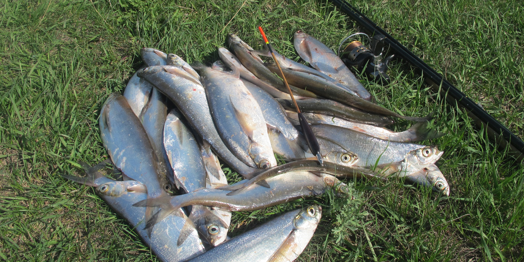 Замечательная чехонь