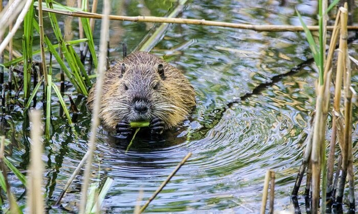    Нашествие бобров
