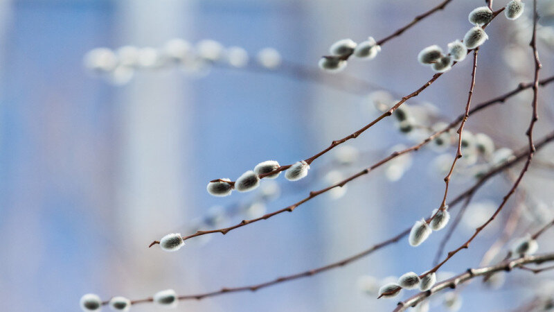     В Барнауле на улице Короленко распустилась верба. 28 марта 2017 года. Олег Богданов