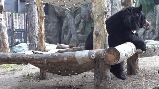 Tải video: Медведица Челси отдыхает в гамаке свесив лапки. 26.04.2024