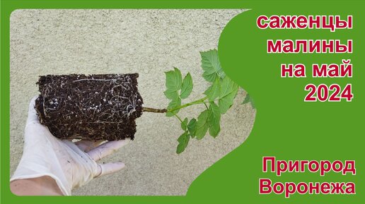 Саженцы малины на май. Пригород Воронежа.