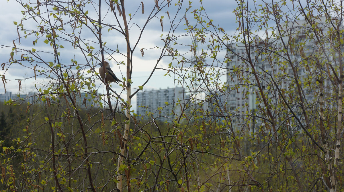 Птицы у нас и в Москве поют. Это дубонос, он частенько прилетает слегка отвлечь меня от работы
