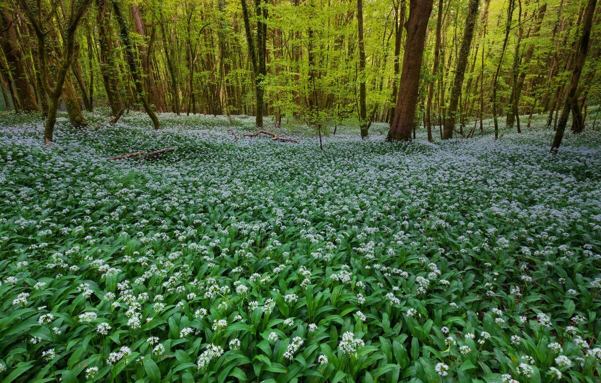 Черемша в лесу. Изображение взято с сайта https://vsegda-pomnim.com/uploads/posts/2022-04/1648925038_3-vsegda-pomnim-com-p-cheremsha-v-lesu-foto-3.jpg