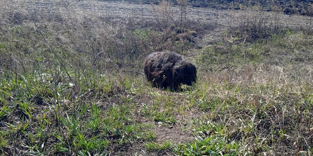 Старый пёс сидел в траве у жд путей и ждал хоть кого-нибудь!