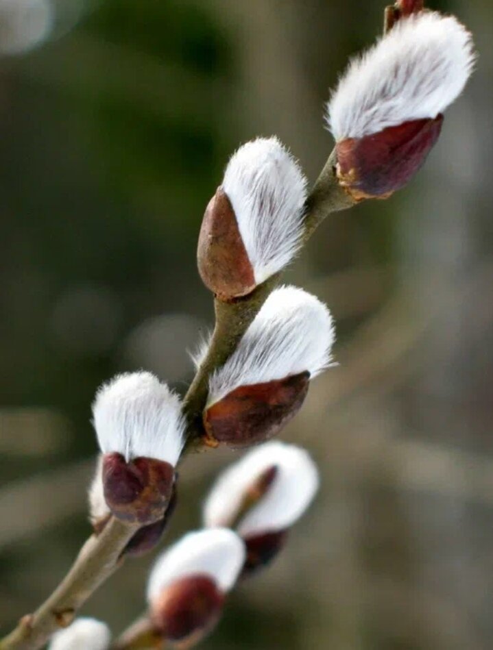 Веточка вербы 