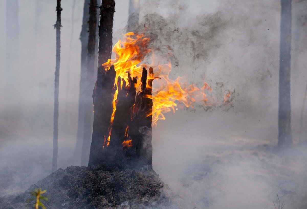    Югорчанам напомнили, куда обращаться в случае обнаружения природных пожаров