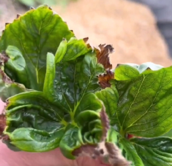 Нехватка кальция.