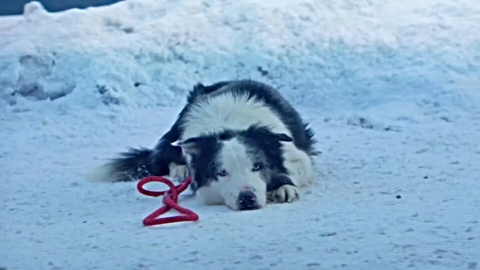    Кадр из фильма «Анатомия падения»