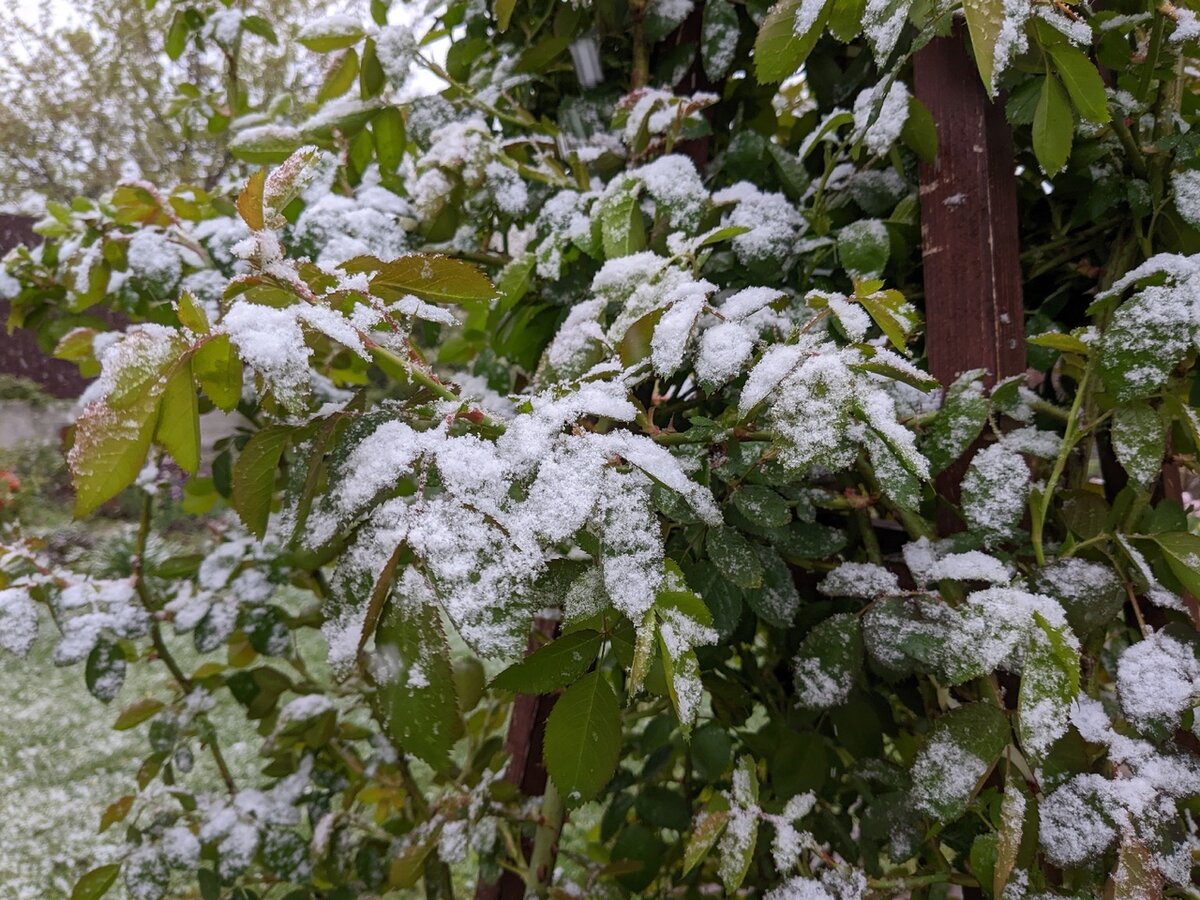 Роза вечером 3 мая