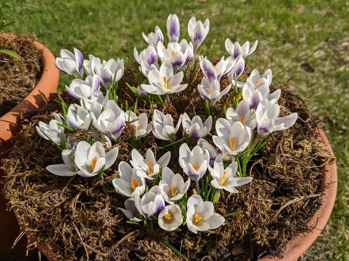Прошлой осенью я посадила в контейнерный сад ботанические крокусы, будущей осенью добавлю пару горшков крупноцветковых крокусов