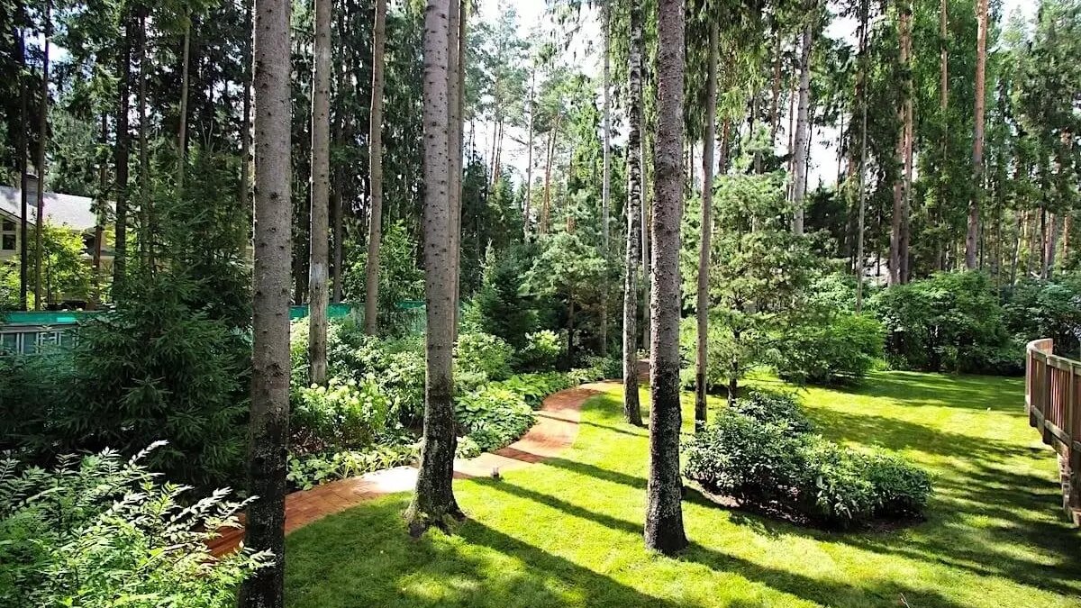 Лесной участок на 50 соток: а зачем он нужен?