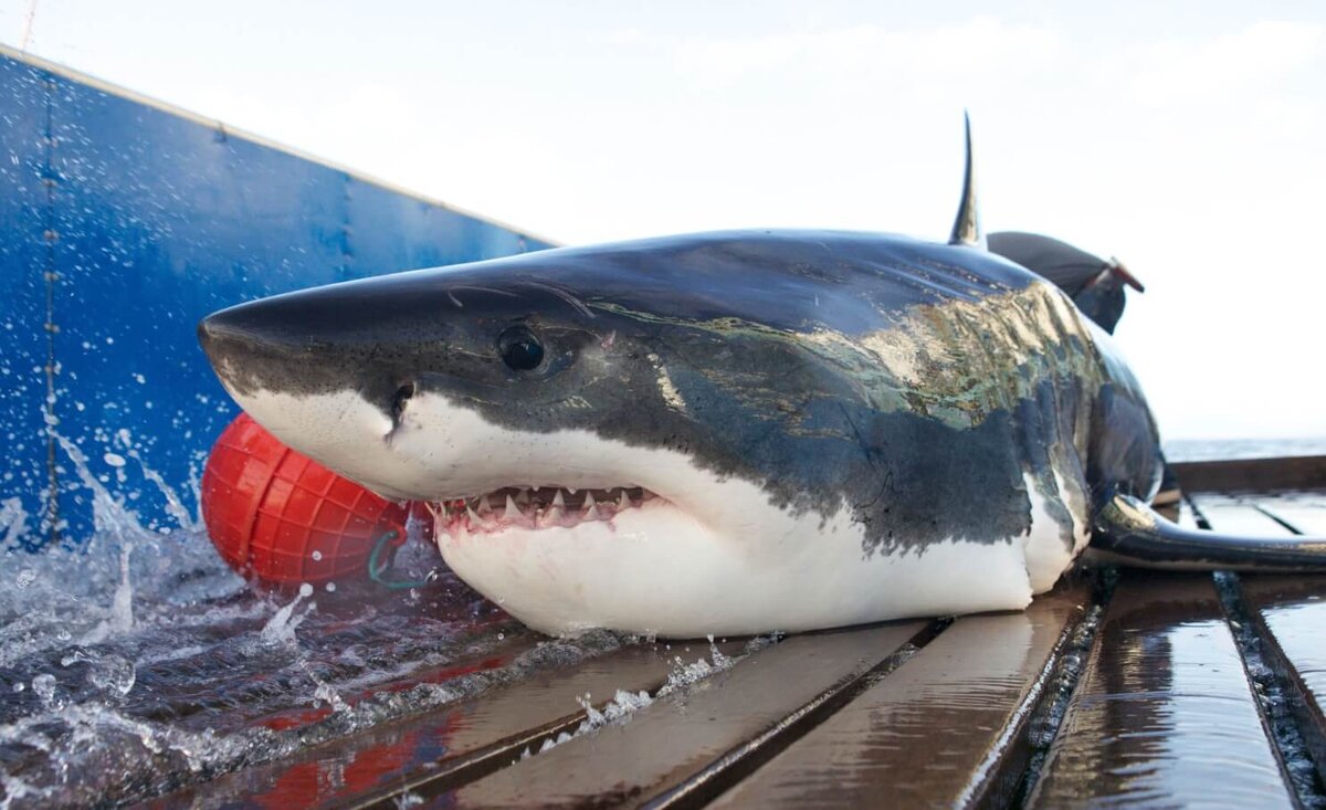    Ученые следят за перемещением многих диких животных при помощи GPS-датчиков. Источник фотографии: 3BL Media