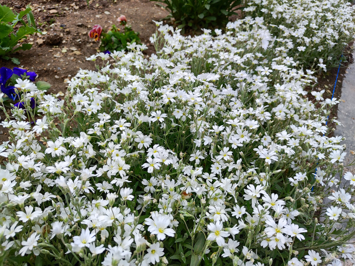 сегодня фотографировала. Так цветет ясколка!