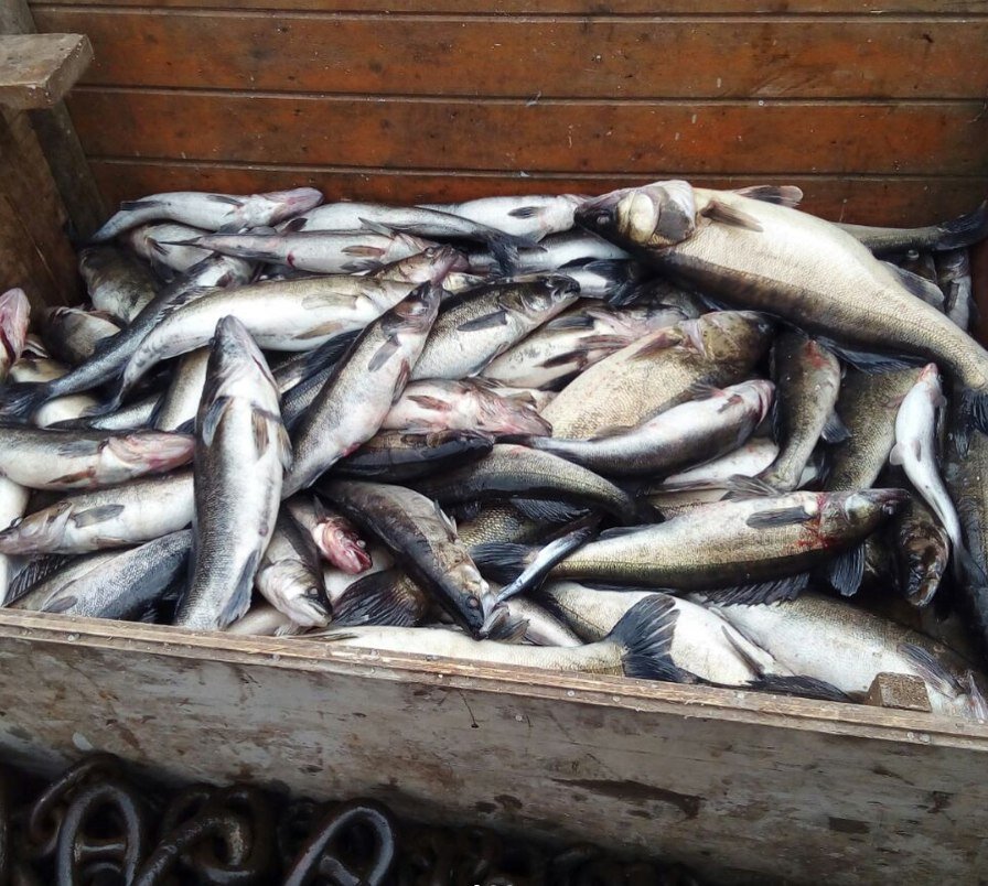 Рыба от прибрежного промысла (промысла на внутренних водоёмах) единственная (кроме продукции аквакультурных предприятий) попадает на прилавки в свежем виде. Доля прибрежного промысла (промысла на внутренних водоёмах) составляет лишь проценты от общих объёмов вылова. Доля наиболее почитаемого в нашем регионе судака - занимает лишь несколько процентов от общего объёма вылова только в прибрежном промысле (промысле на внутренних водоёмах) // фото из архива авторов.