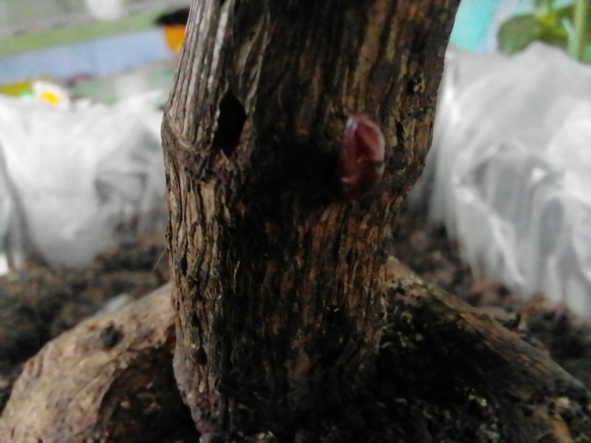 Почка проснулась на прошлогоднем стебле