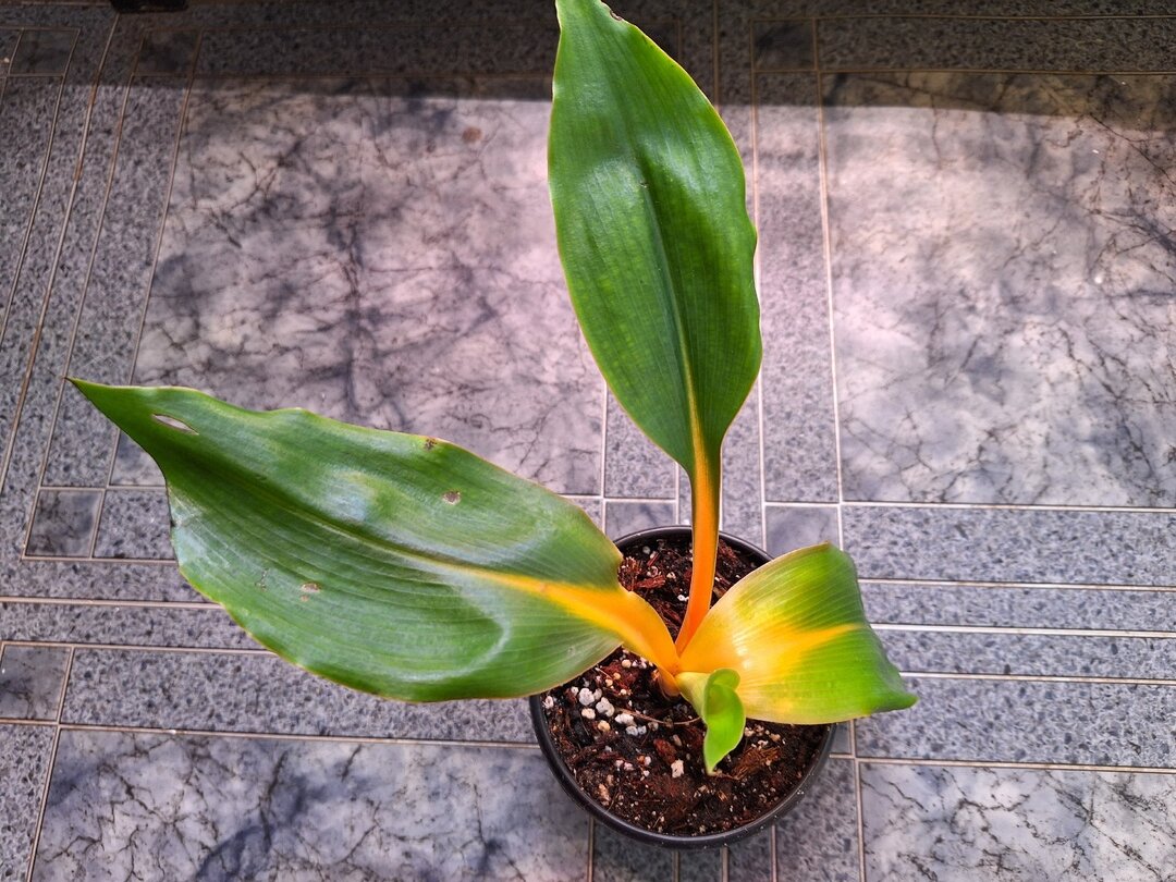 мой бедный хлорофитум