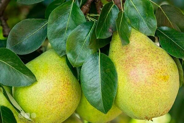 Ограничение заболеваний и вредителей