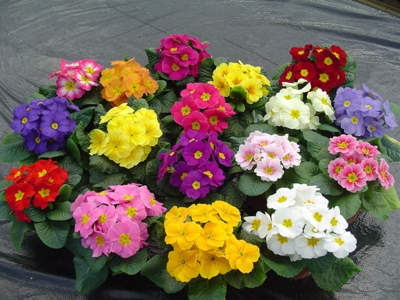 Источник: https://orchardo.ru/46613-11-tsvetov-kotorye-nuzhno-seyat-na-rassadu-v-dekabre-i-yanvare.html