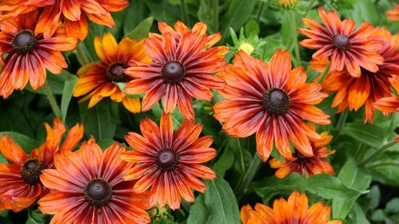 Источник: https://orchardo.ru/46613-11-tsvetov-kotorye-nuzhno-seyat-na-rassadu-v-dekabre-i-yanvare.html 