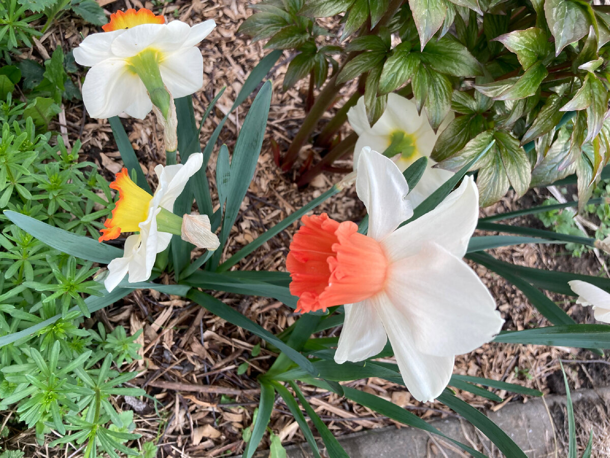 Narcissus Hawaiian Skies. 27.04.2024. Фото автора