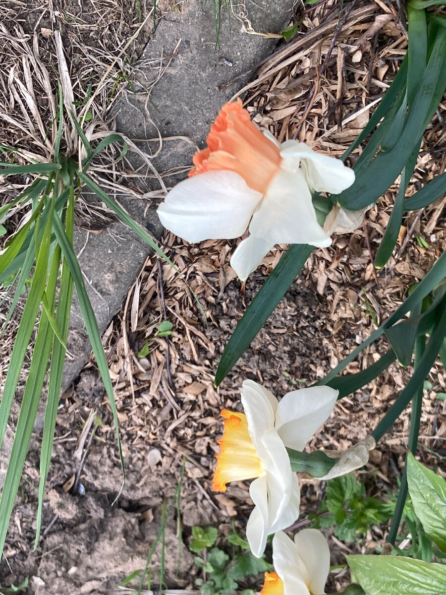 Narcissus Hawaiian Skies. 3.05.2024. Фото автора 