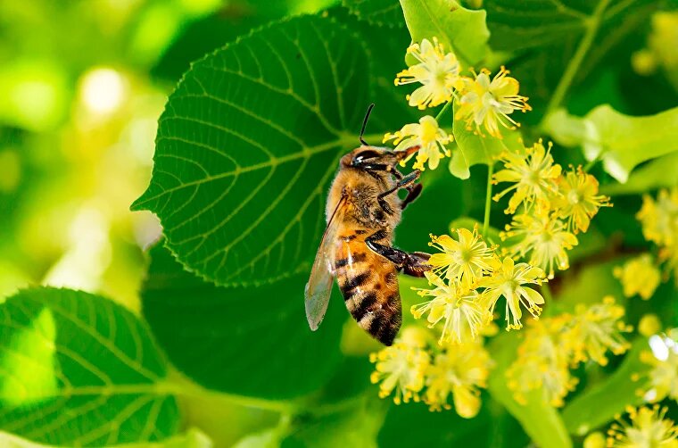 Липа - царица растений-медоносов
