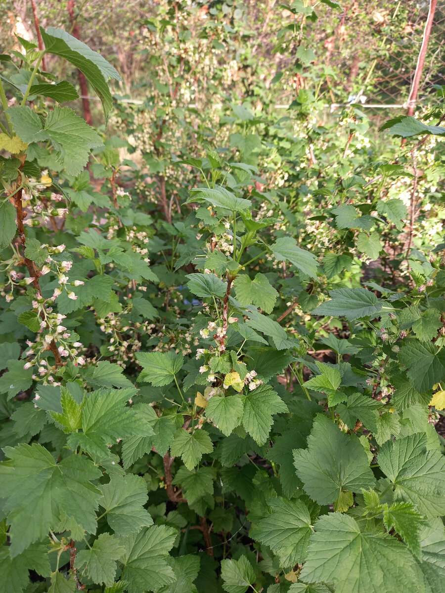Внешне вроде все хорошо, но уже парочка желтых листиков появилась. 