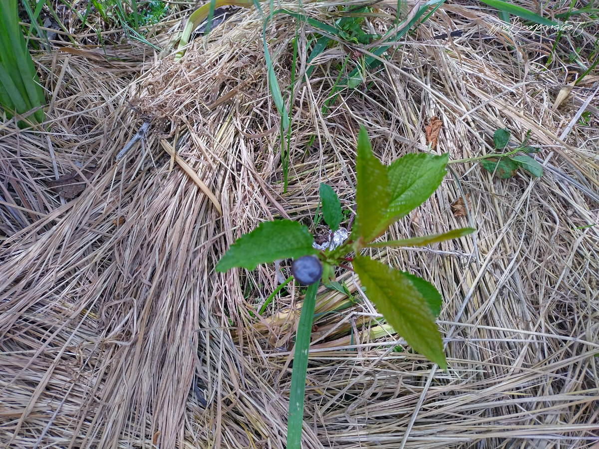 Вот она, моя новоявленная черешенка ))) Два вершка от горшка ))