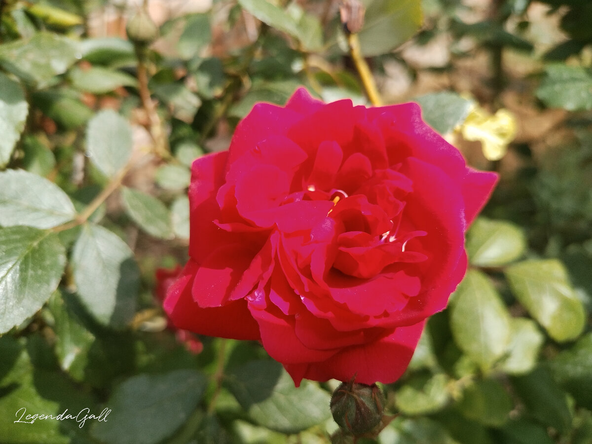 Очень милые, хоть и не крупные, розочки