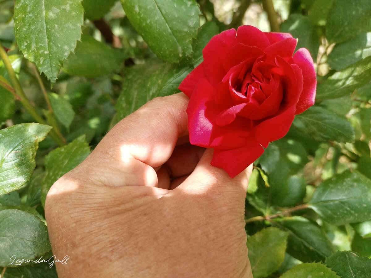 Еще один бутон распустился. Судя по количеству бутонов, скоро будет шапка цветов.