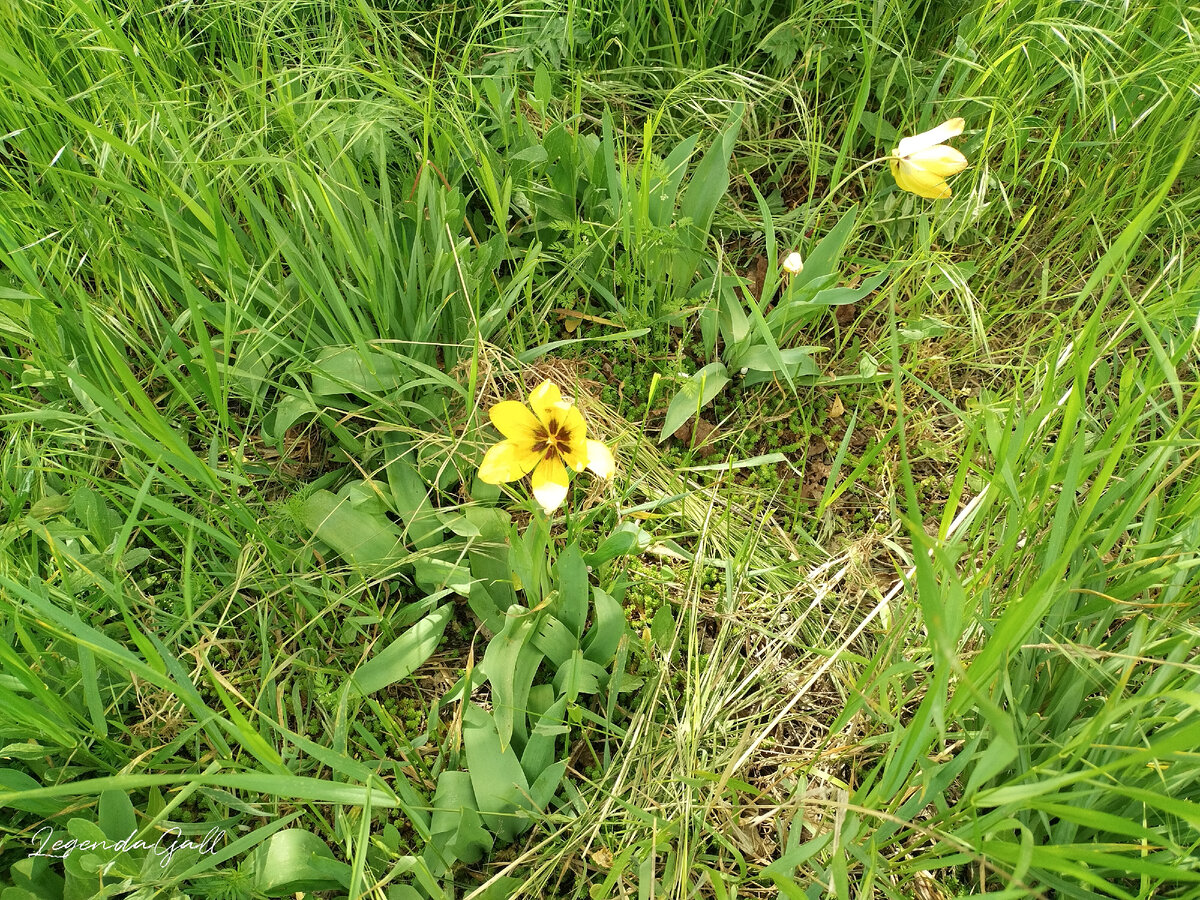 Тюльпаны Бберштейг=на отцветают. Вот не знаю, можно ли их пересаживать...