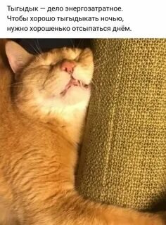 Яндекс картинки