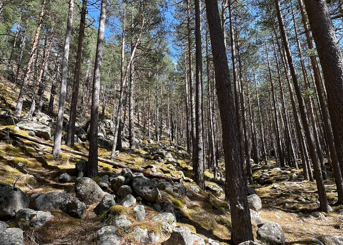 Большую часть пути вы будете идти через сосновый лес