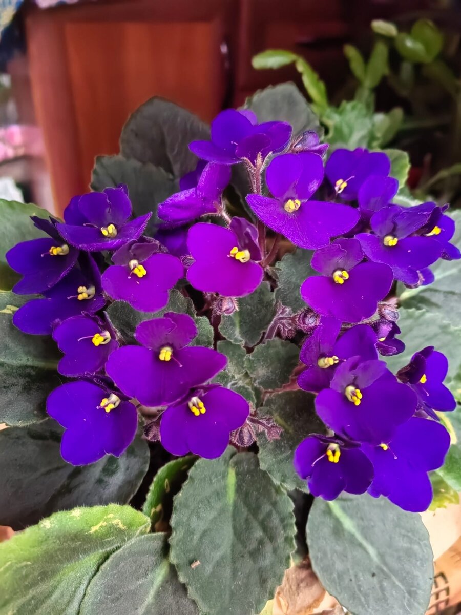 это замануха)