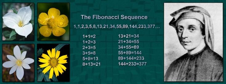 Взгляните, количество лепестков у цветов соответствует числам Фибоначчи