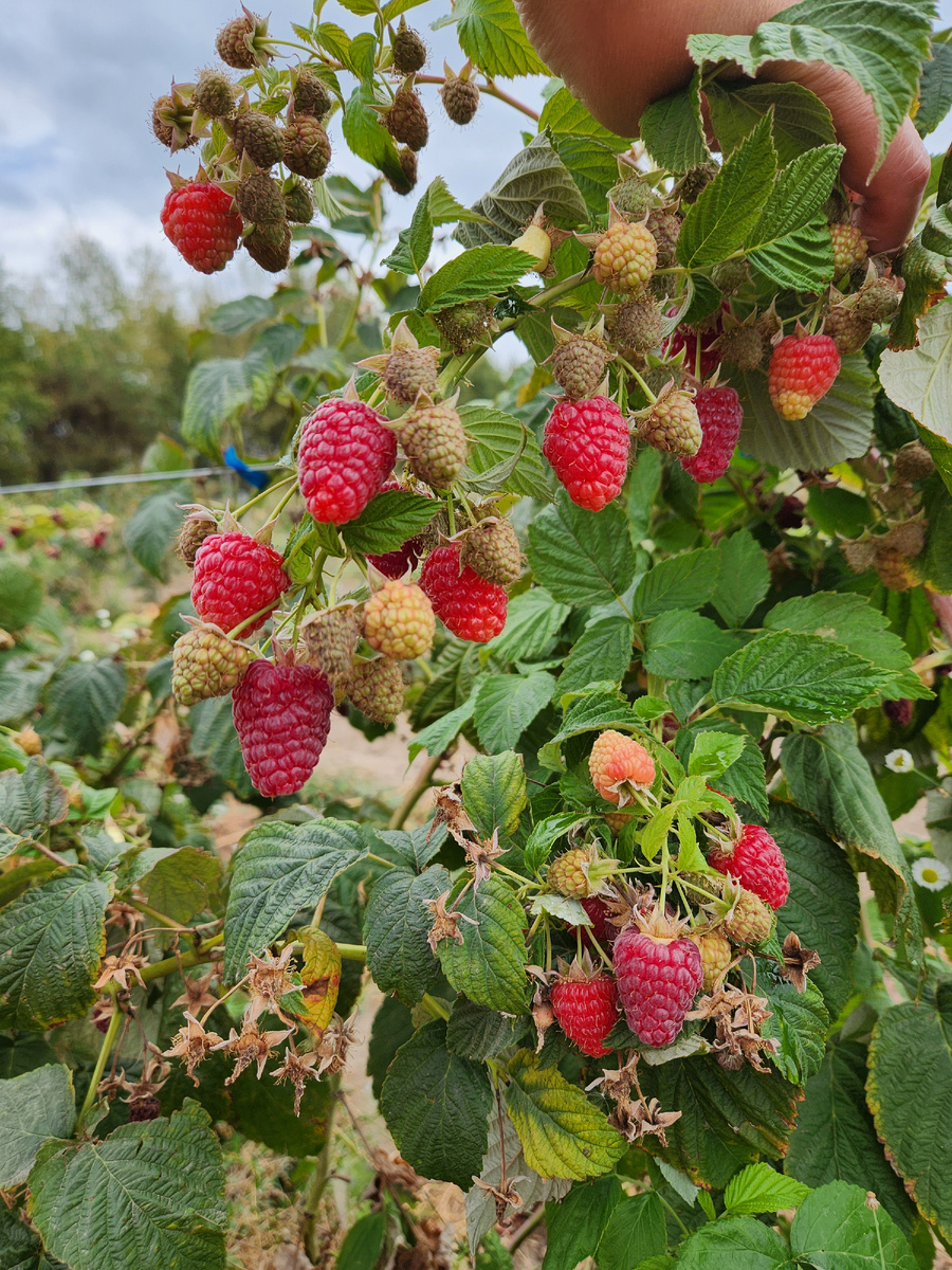 Вот такой урожай был в этом году, после полной срезки побегов в зиму