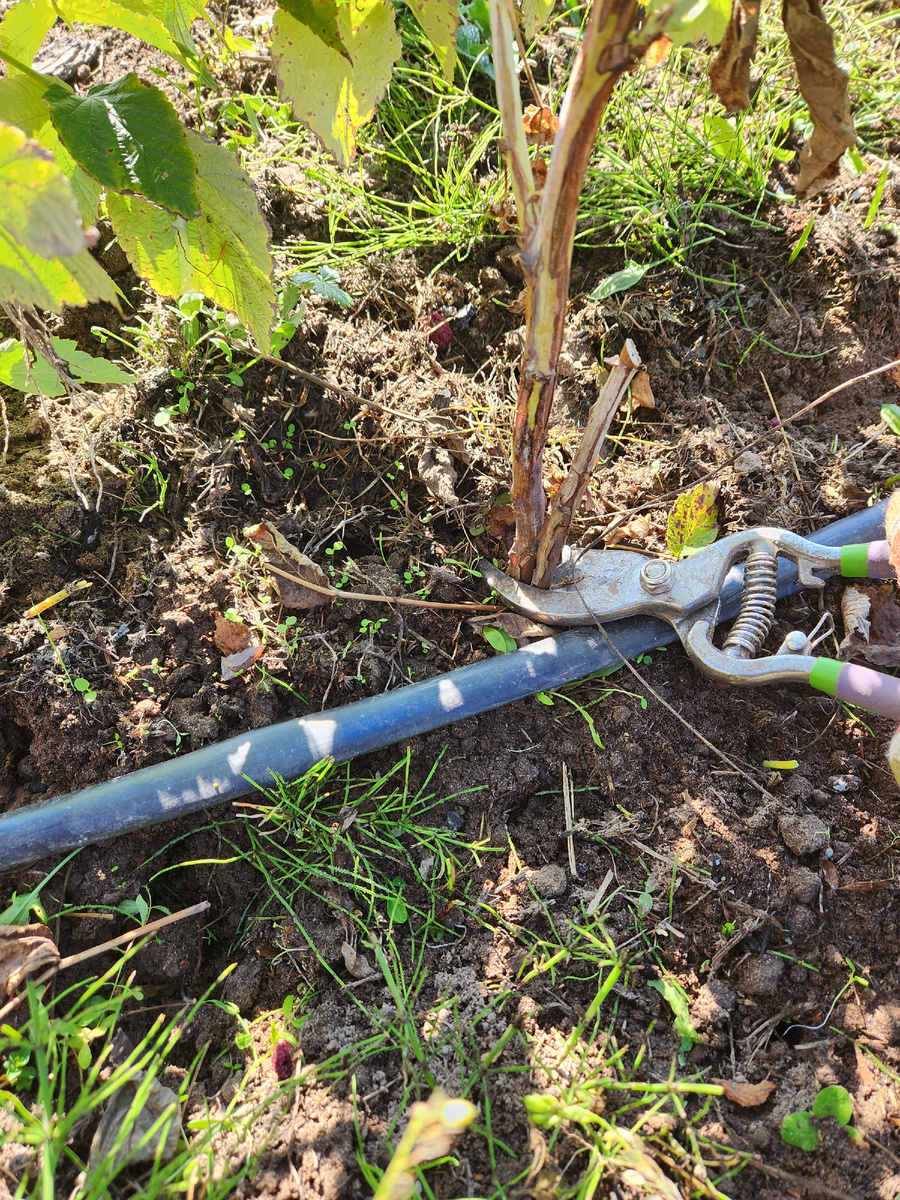 Срезка малины в зиму под самый корень, можно даже под землю уходить, чтобы весной побеги росли от корня