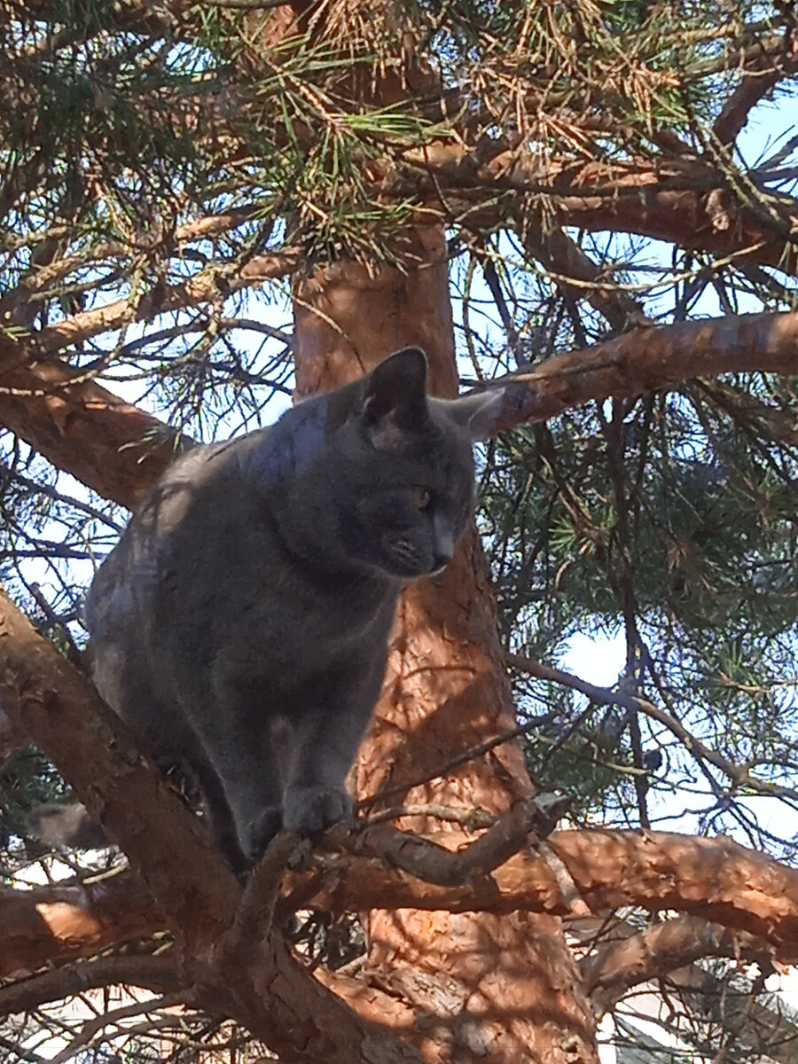 Это наш Граф, 