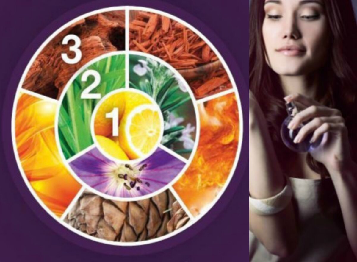 Ольфакторная модель восприятия ( от лат. olfactorius - «имеющий отношение к запаху, обонятельный») 