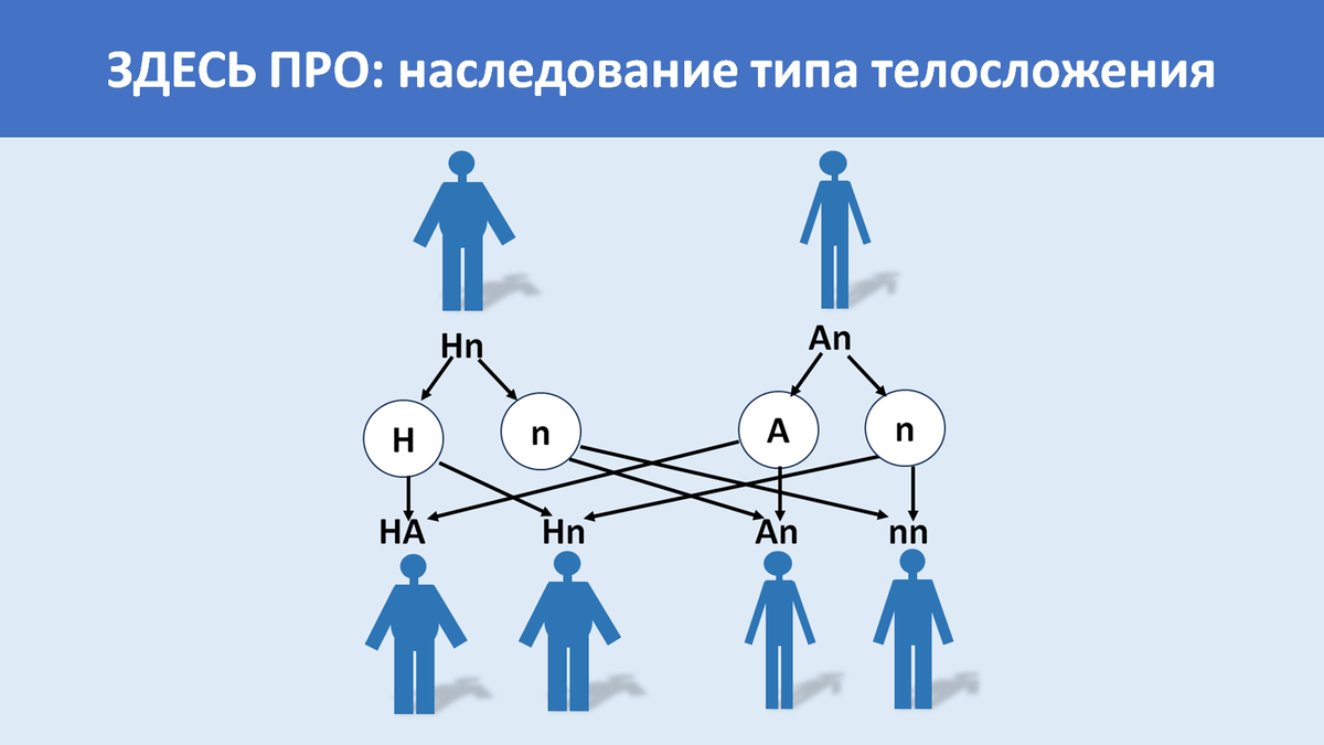 Кто может родиться у астеника и гиперстеника с точки зрения науки генетики?  | Генетика для всех | Дзен