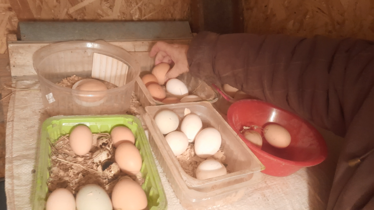Неплохой урожай яиц в один из дней в феврале